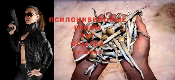 спайс Гвардейск